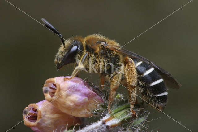 Roodpotige groefbij (Halictus rubicundus)