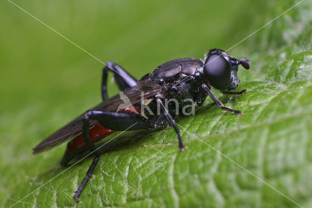 Roodpuntbladloper (Chalcosyrphus piger)