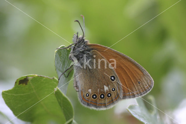 Roodstreephooibeestje (Coenonympha glycerion)