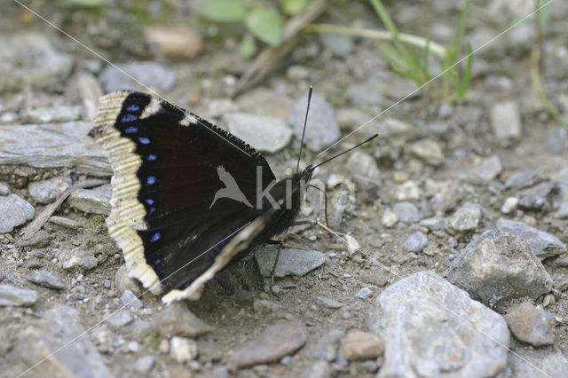 Rouwmantel (Nymphalis antiopa)