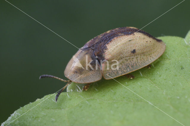 Schildpadkever (Cassida vibex)