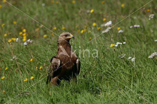 Schreeuwarend (Aquila pomarina)