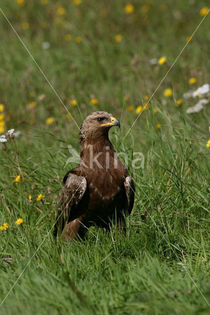 Schreeuwarend (Aquila pomarina)