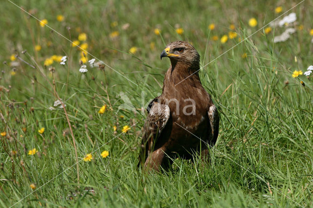 Schreeuwarend (Aquila pomarina)