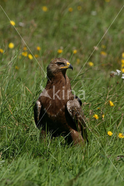 Schreeuwarend (Aquila pomarina)