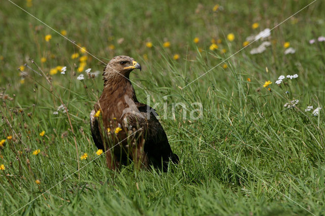 Schreeuwarend (Aquila pomarina)