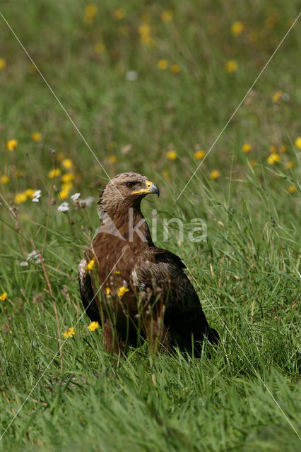 Schreeuwarend (Aquila pomarina)