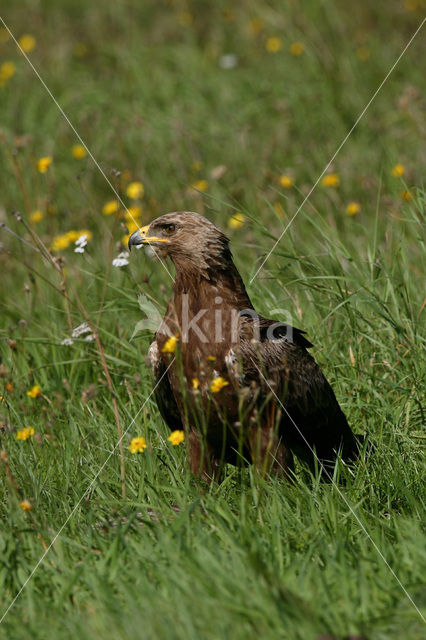 Schreeuwarend (Aquila pomarina)