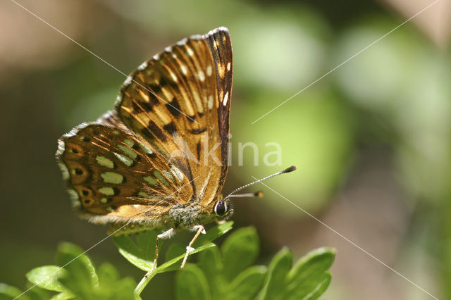 Sleutelbloemvlinder (Hamearis lucina)