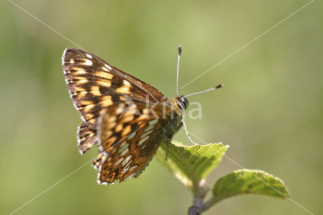 Sleutelbloemvlinder (Hamearis lucina)