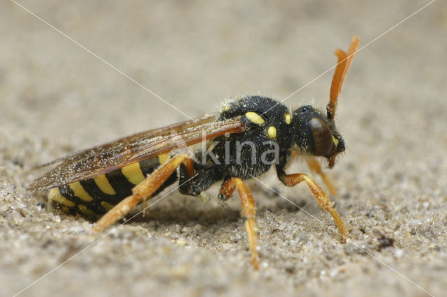 Smalbandwespbij (Nomada goodeniana)