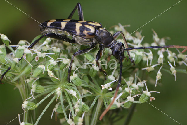 Longhorn Beetle (Leptura arcuata