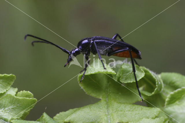 Smalbok (Stenurella nigra)