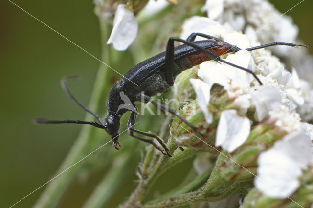 Smalbok (Stenurella nigra)