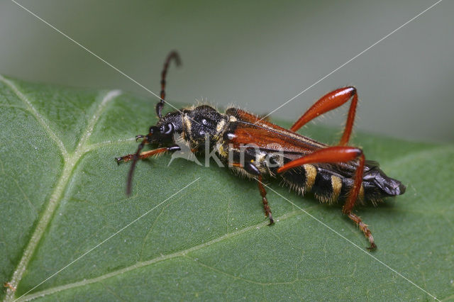 Smalvleugelboktor (Stenopterus rufus)