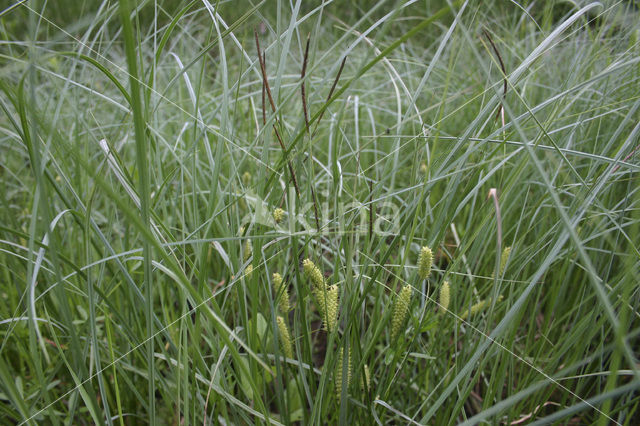 Snavelzegge (Carex rostrata)