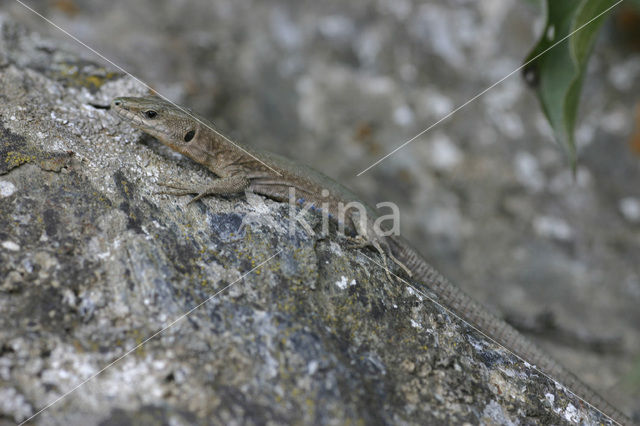 Spaanse muurhagedis (Podarcis hispanicus)