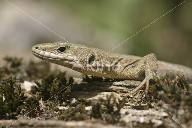 Spaanse muurhagedis (Podarcis hispanicus)