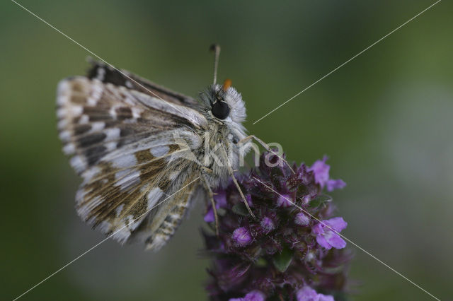 Spikkeldikkopje (Pyrgus sp)