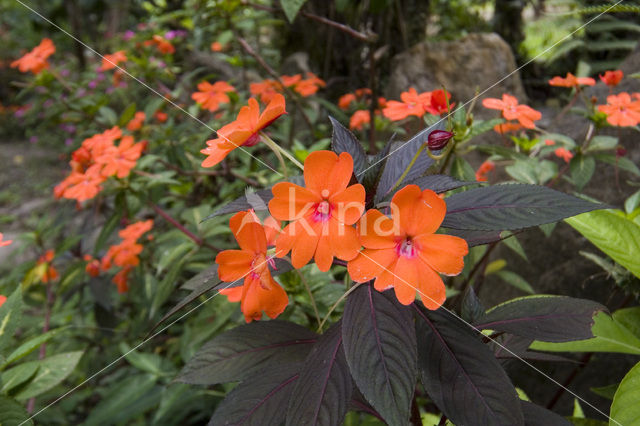 Springzaad (Impatiens spec.)