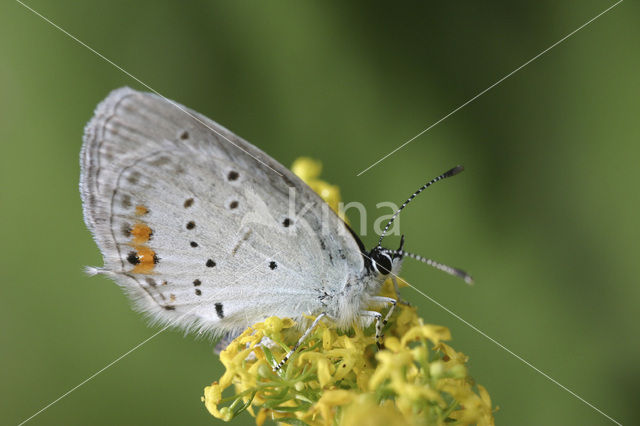 Short-tailed Blue (Cupido argiades)