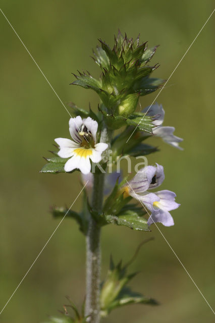 Stijve ogentroost (Euphrasia stricta)