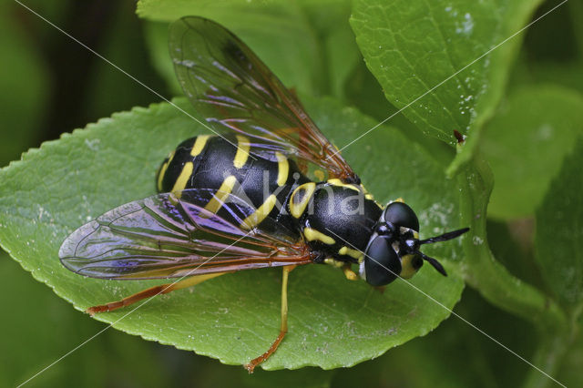 Streepfopwesp (Chrysotoxum vernale)