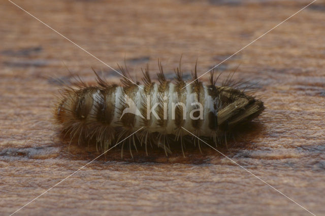 varied carpet beetle (Anthrenus verbasci)