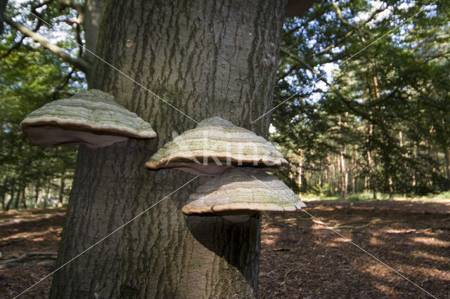 Tonderzwam (Ganoderma spec.)