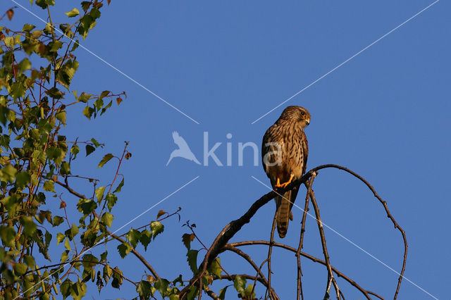 Torenvalk (Falco tinnunculus)