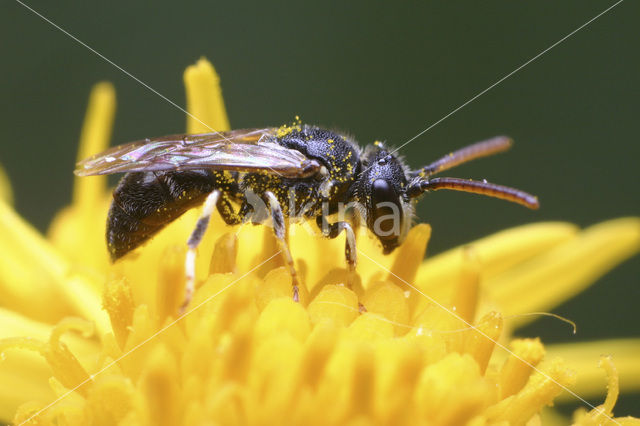 Tuinmaskerbij (Hylaeus hyalinatus)