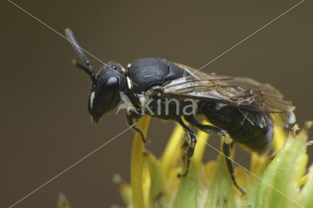 Hylaeus hyalinatus