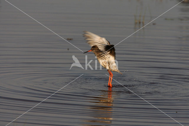 Common Redshank (Tringa totanus)