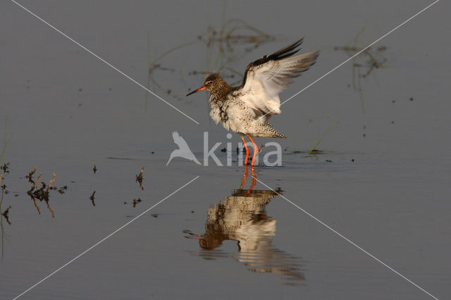 Common Redshank (Tringa totanus)