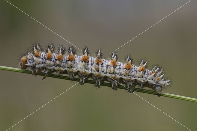 Tweekleurige parelmoervlinder (Melitaea didyma)