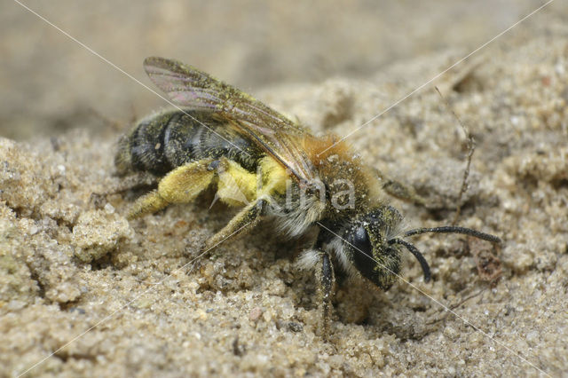 Valse rozenzandbij (Andrena helvola)