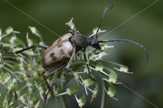 Pachytodes cerambyciformis