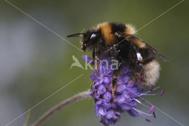 Veenhommel (Bombus jonellus)