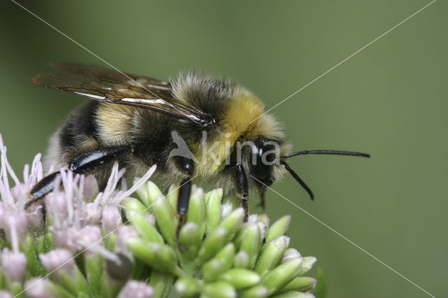 Veldhommel (Bombus lucorum)