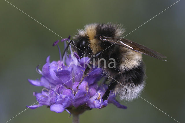 Veldhommel (Bombus lucorum)