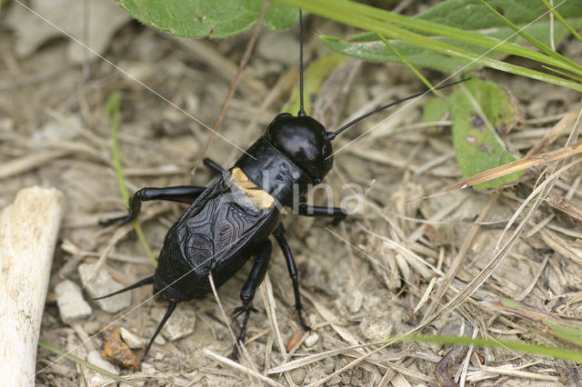 Veldkrekel (Gryllus campestris)