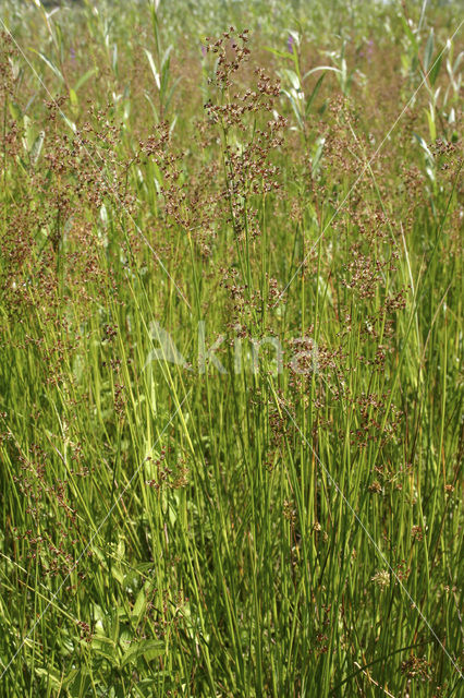 Sharp-flowered Rush (Juncus acutiflorus)