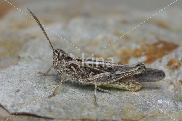 Veldsprinkhaan (Chorthippus sp.)