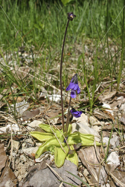 Common Butterwort (Pinguicula vulgaris)