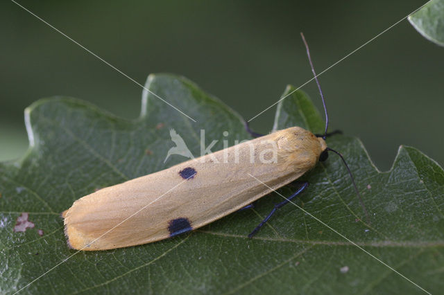 Viervlakvlinder (Lithosia quadra)