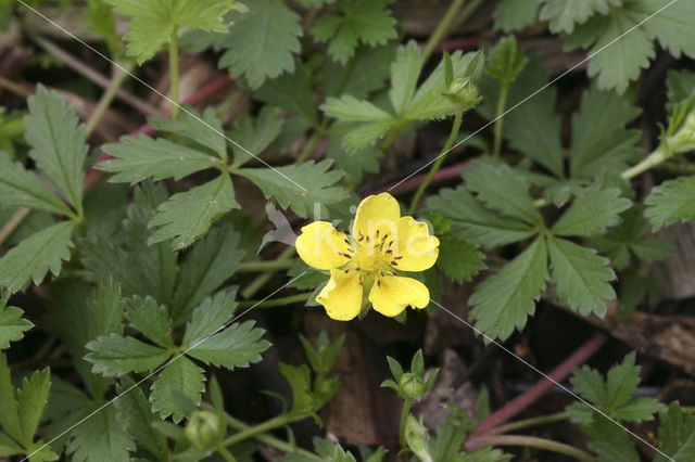 Creeping Cinquefoil (Potentilla reptans)