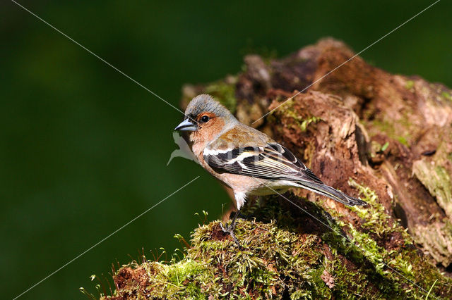 Vink (Fringilla coelebs)