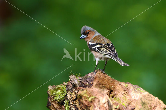 Vink (Fringilla coelebs)