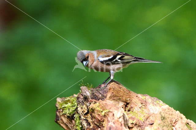 Vink (Fringilla coelebs)