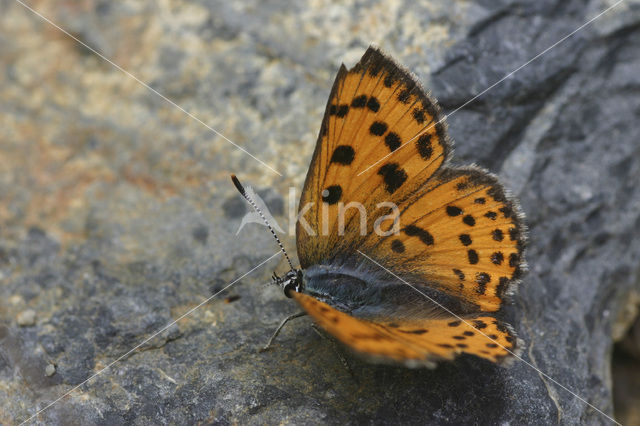 Violette vuurvlinder (Lycaena alciphron gordius)